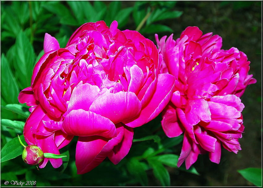 Leidenschaft in Pink, Pink, Pfingstrosen, Blüten, Grafik HD-Hintergrundbild