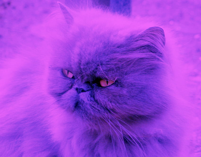 Blossom, the two-tone cat!, blue, pink, eyes, cat HD wallpaper
