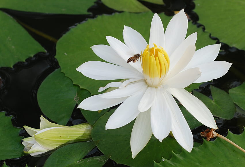 The Visitor, white lotus, bee, visitor, flower HD wallpaper