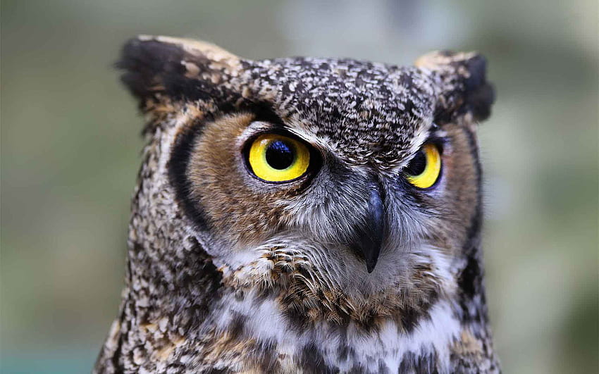 horned owl high resolution, Flying Owl HD wallpaper
