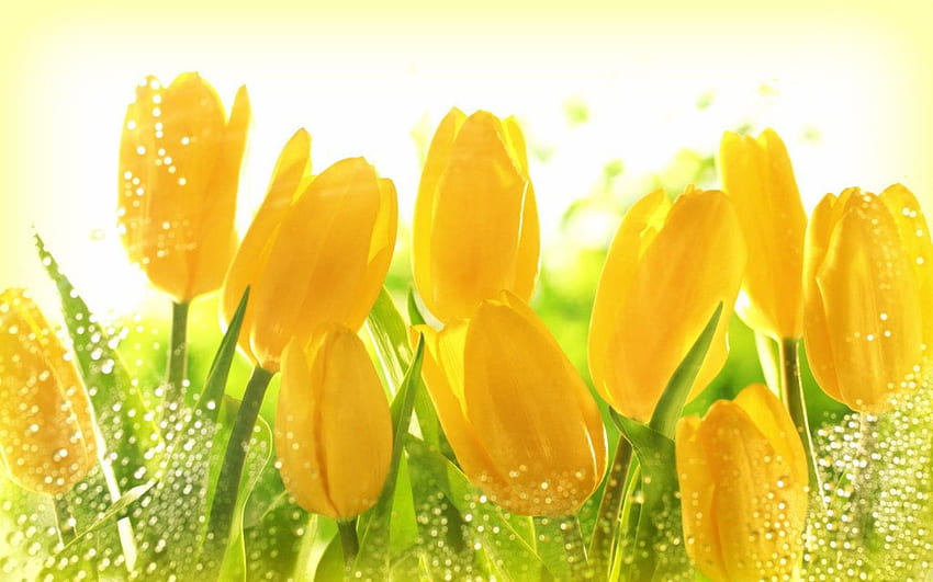 - Yellow Roses Or Tulips - HD wallpaper