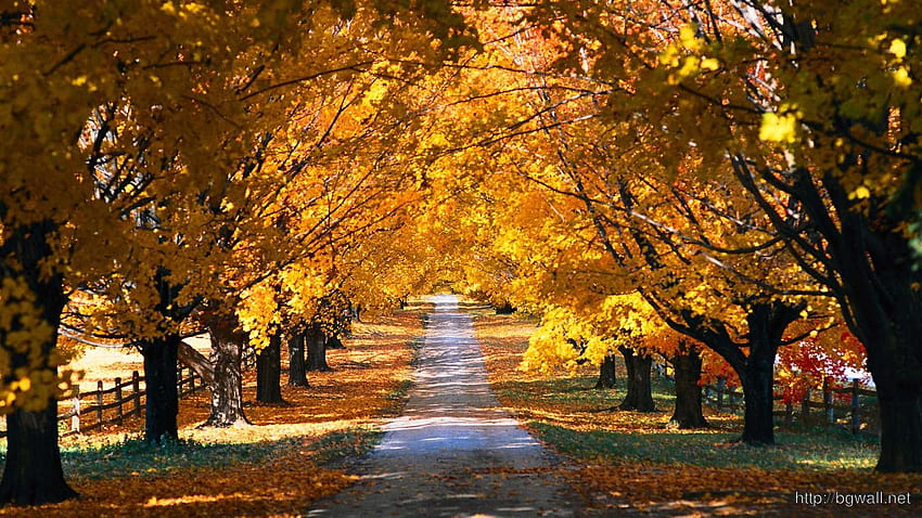 Fall Country Road, Autumn Country HD wallpaper | Pxfuel
