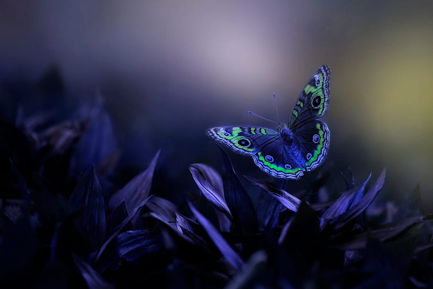 Лунна светлина, цветя, пеперуда, макро, лилаво HD тапет