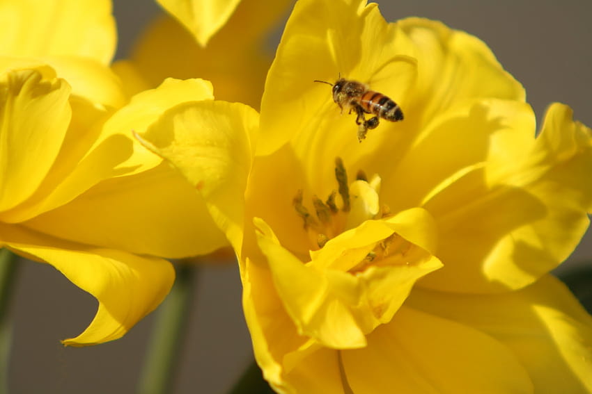 ღ Spring comes ღ, sunshine, sunny, garden, floral, beautiful, wonderful, tulips, spring, season, warmth, bee, bright, yellow, nature, flowers, forever HD wallpaper