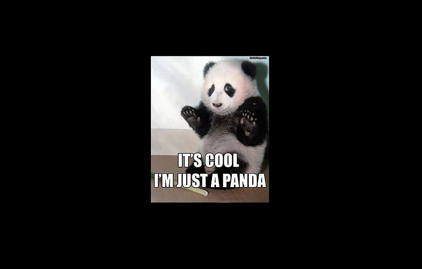 its cool im just a panda, cool, funny, bear, panda HD wallpaper