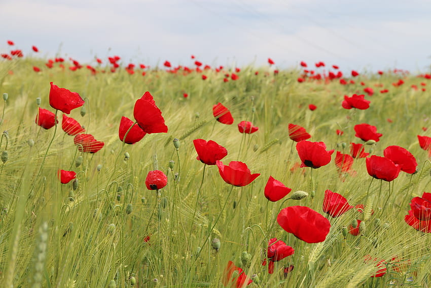 Beautiful poppies in a rye field, poppies, pretty, field, green, red, nature, grass HD wallpaper