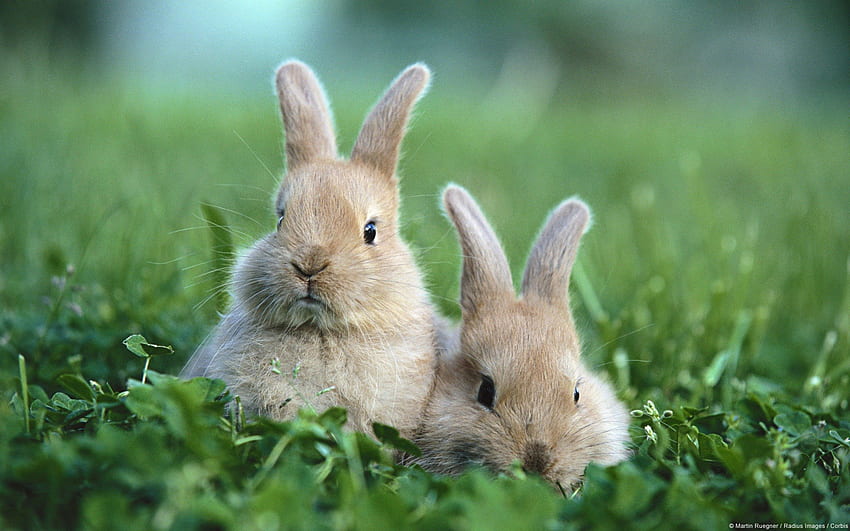 Rabbit on the grass, cute, grass, nice, rabbit HD wallpaper