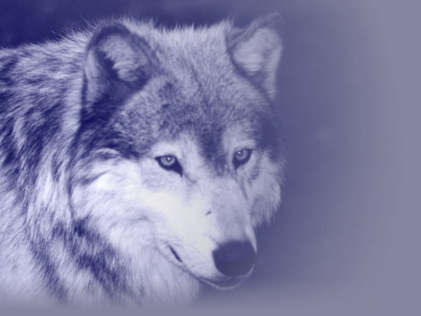 Wilk, wilki, zwierzęta Tapeta HD