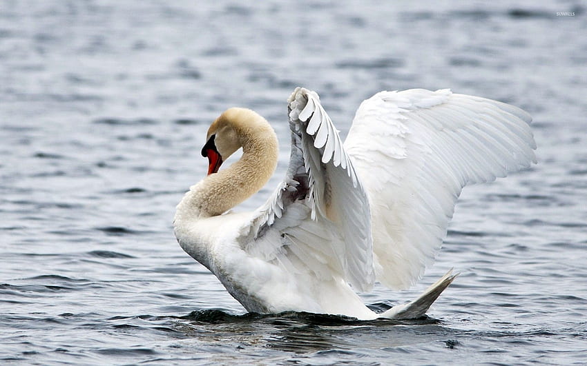 Swan ready to fly - Animal HD wallpaper