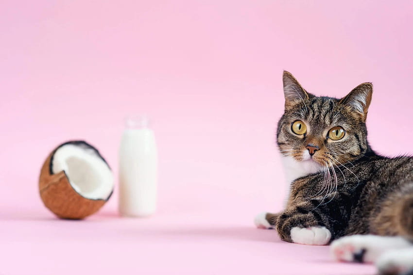 The coconut milk is mine, milk, summer, pisici, glass, cat, coconut, drink, vara HD wallpaper