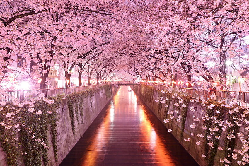 Pink flowering trees, Japan, architecture, cherry blossom . Flare, Japanese Sakura Tree HD wallpaper