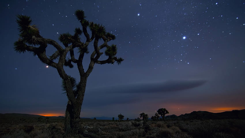 Taman nasional pohon Joshua gurun california., Desert Night Wallpaper HD