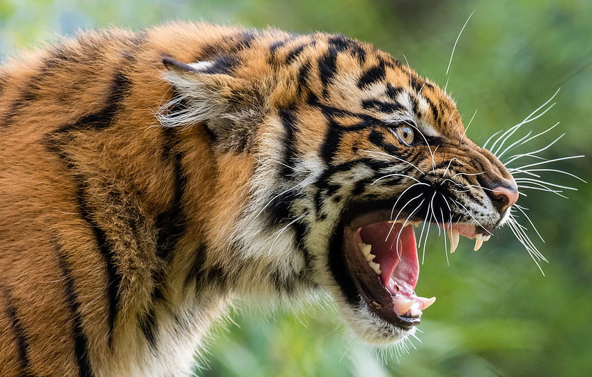 face, tiger, predator, grin, wild cat, aggressive for , section кошки HD wallpaper