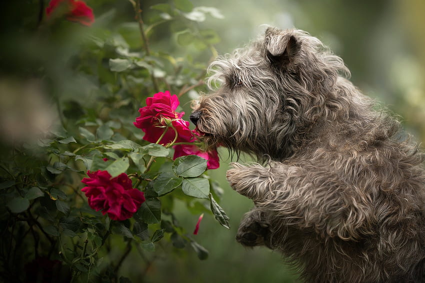 Куче, животно, роза, цвете HD тапет