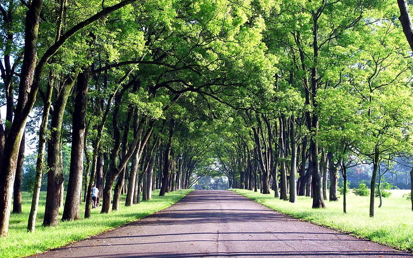 City road turning left surrounded with green trees HD wallpaper | Wallpaper  Flare