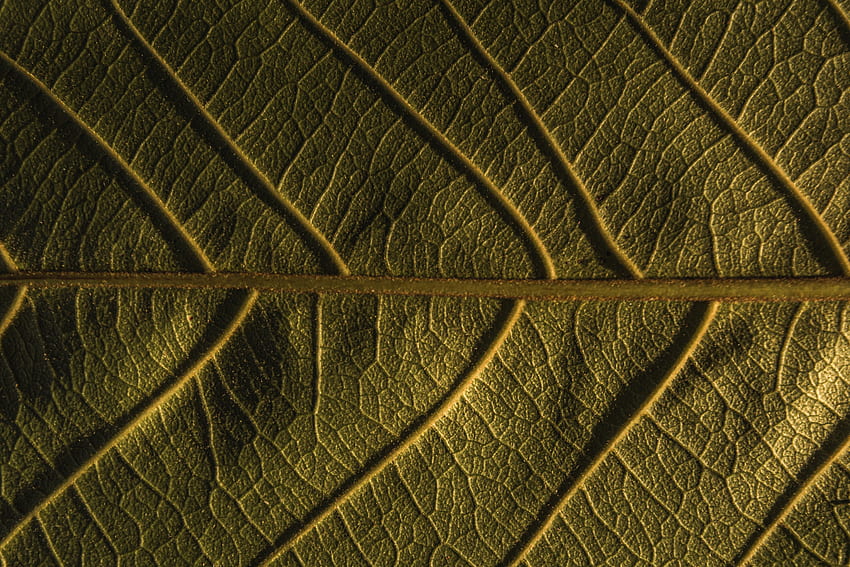 Растение, макро, лист, лист, вени HD тапет