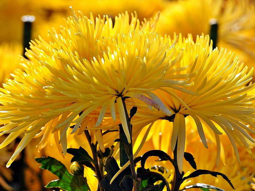 Yellow chrysanthemum autumn flowers for mobile, Fall Flowers HD wallpaper