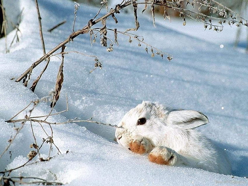 Zając w rakietach śnieżnych. Marcowy Zając, Podziel się i Hare Kryszna, Zimowy Królik Tapeta HD