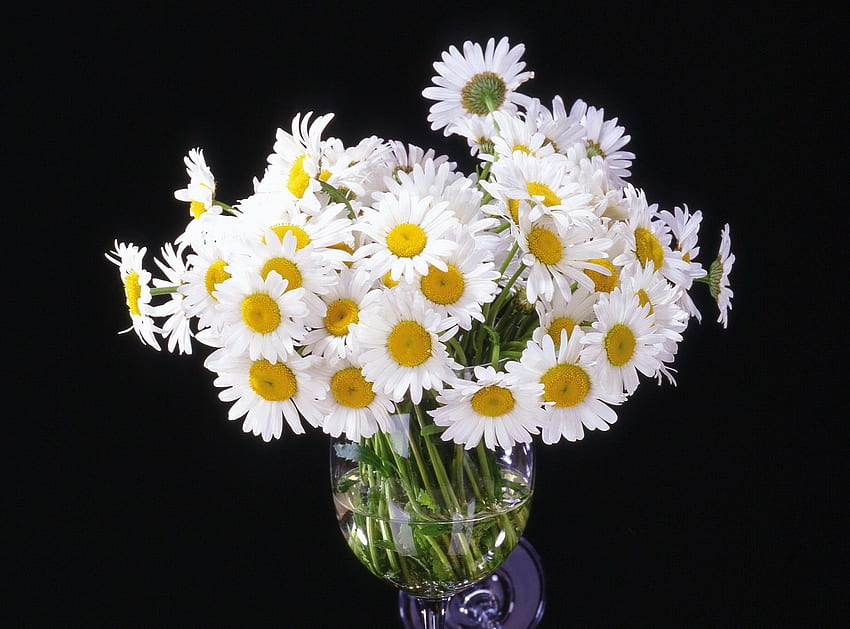 Blumen, Kamille, Blumenstrauß, schwarzer Hintergrund, Vase HD-Hintergrundbild