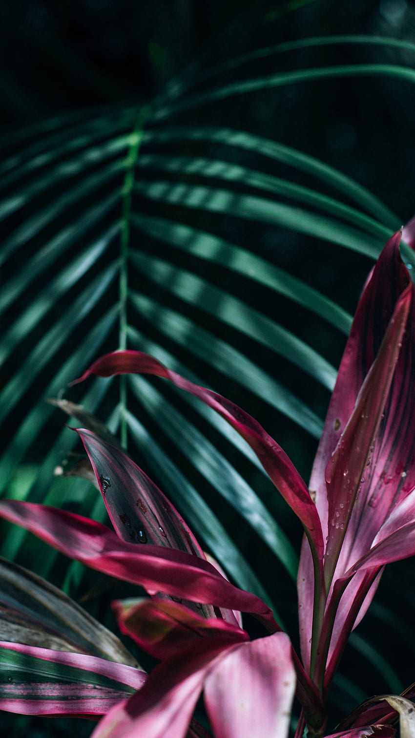 ピンクと緑の線形の葉の植物 , 美しい, 植物, クローズアップ • あなたのために, ピンクの植物 HD電話の壁紙