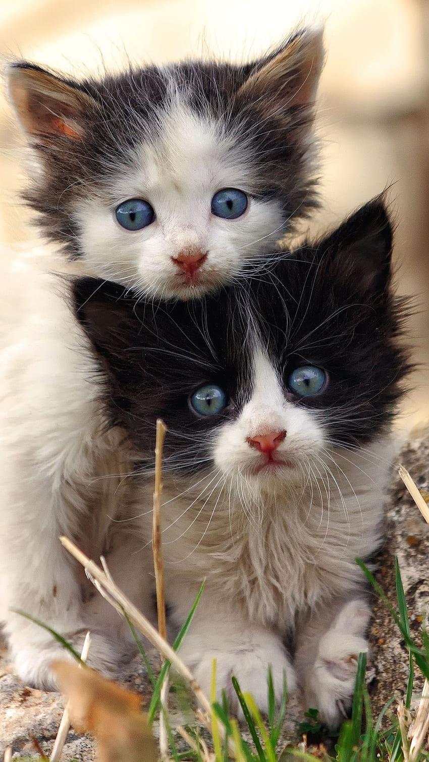 Süße Babykatze, entzückende zwei Katzen, zwei Kätzchen, schwarz-weißes Kätzchen HD-Handy-Hintergrundbild