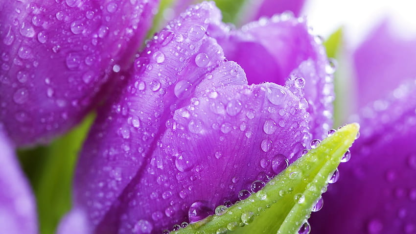 romantic heart love 4u [] for your , Mobile & Tablet. Explore Purple Flower . Purple for Laptop, Purple, Spring Love HD wallpaper