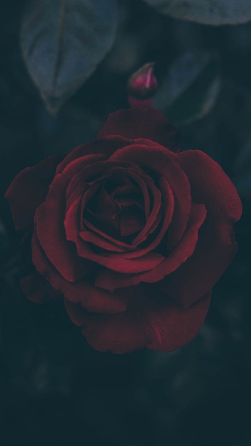 Fondo de pantalla de Rose Bud Dark Leaves - []. 어두운 전화, 어두운 배경, 텀블러 잠금 화면, 블러디 플라워 HD 전화 배경 화면