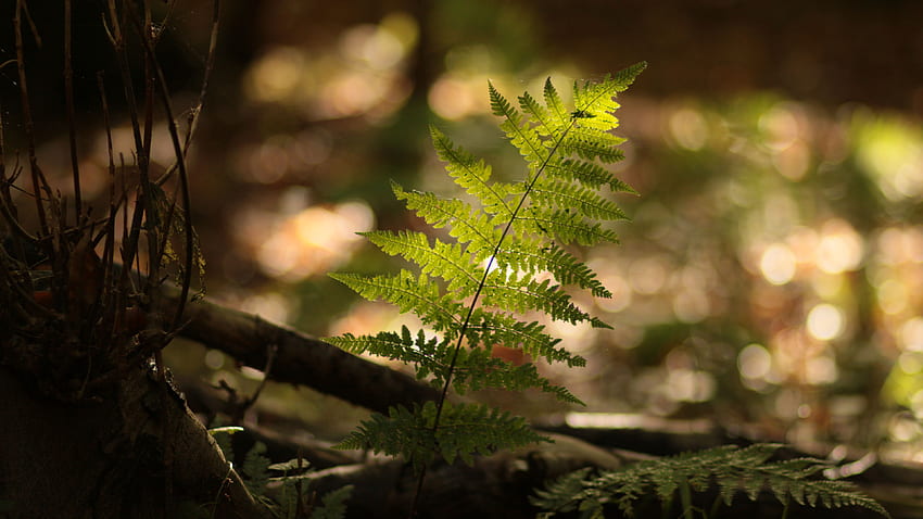 Изглед отблизо на листа от папрат, растение, слънчева светлина, замъглено боке, фон, природа HD тапет