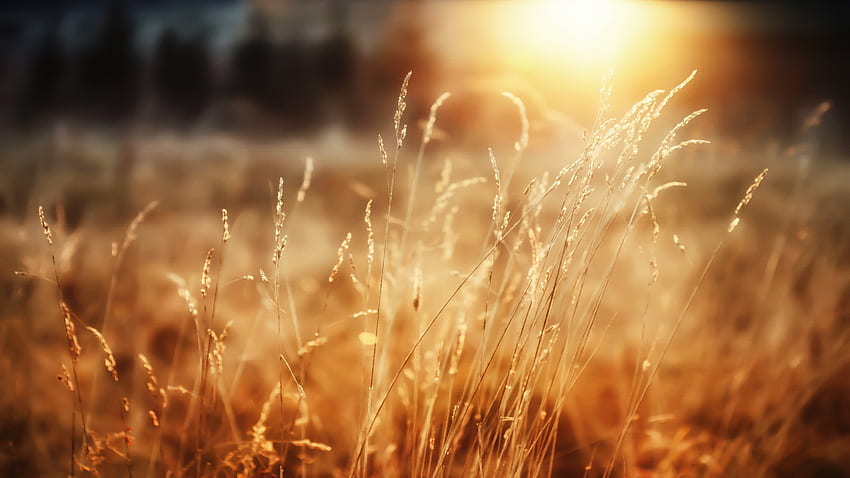 Dried Plants and Shining Sunlight Nature 1829 - Sunlight HD wallpaper