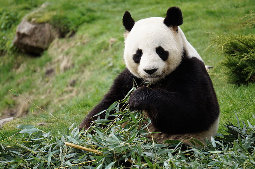 Funny, Animals, Animal, Bamboo, Panda HD wallpaper