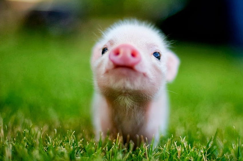かわいい動物の赤ちゃん。 可愛い動物, かわいい動物の赤ちゃん, かわいい豚, かわいい子豚 高画質の壁紙
