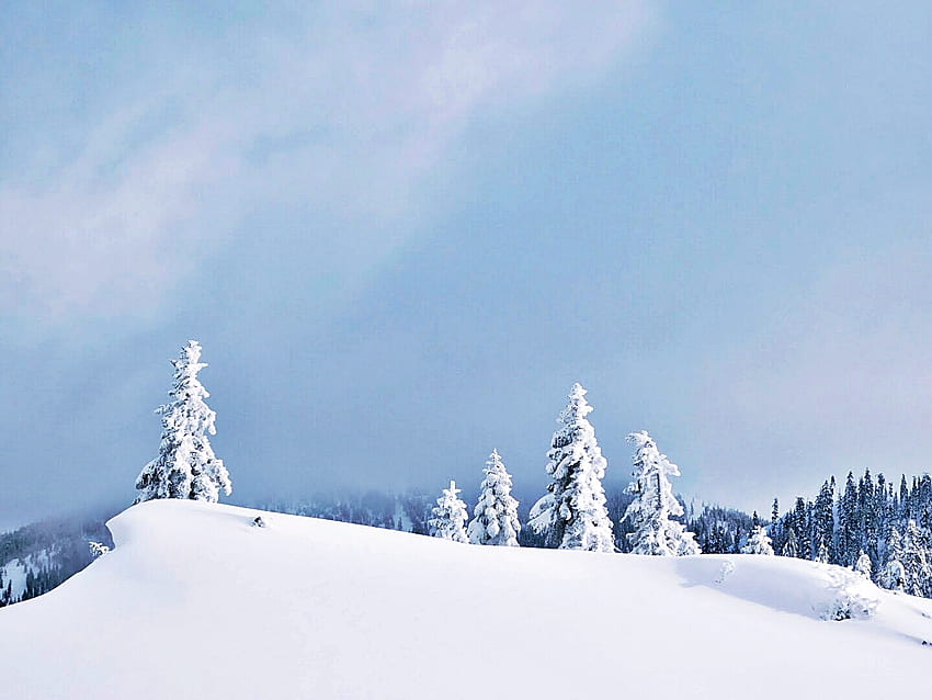 winter blanket, winter, trees, sky, snow HD wallpaper
