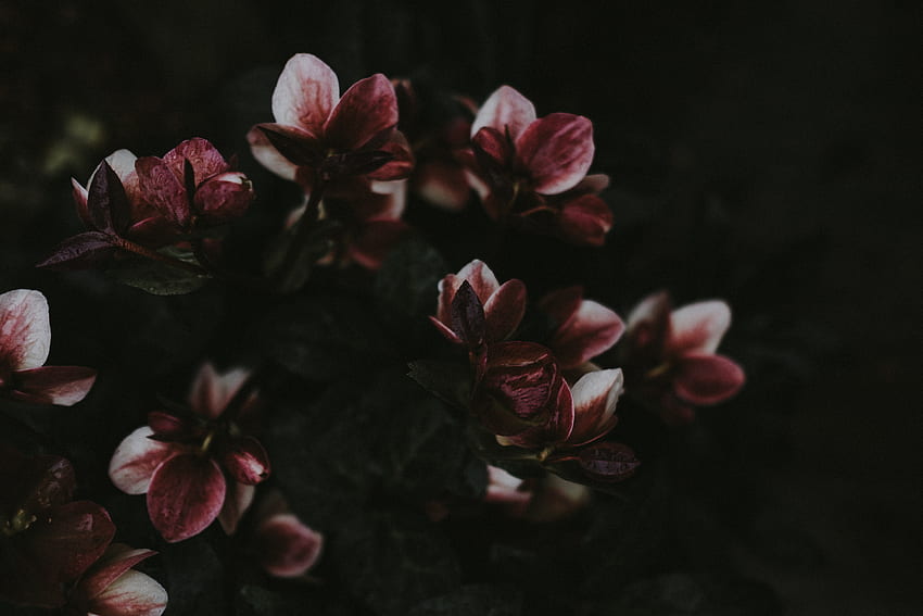 bunga musim semi, latar belakang, Dark Spring Wallpaper HD