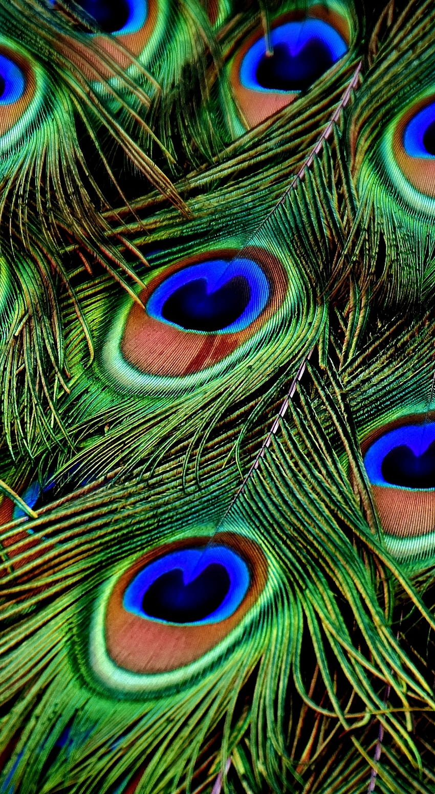 Peacock, Feathers, Colorful, Plumage, - Peacock Feather For Mobile HD phone wallpaper