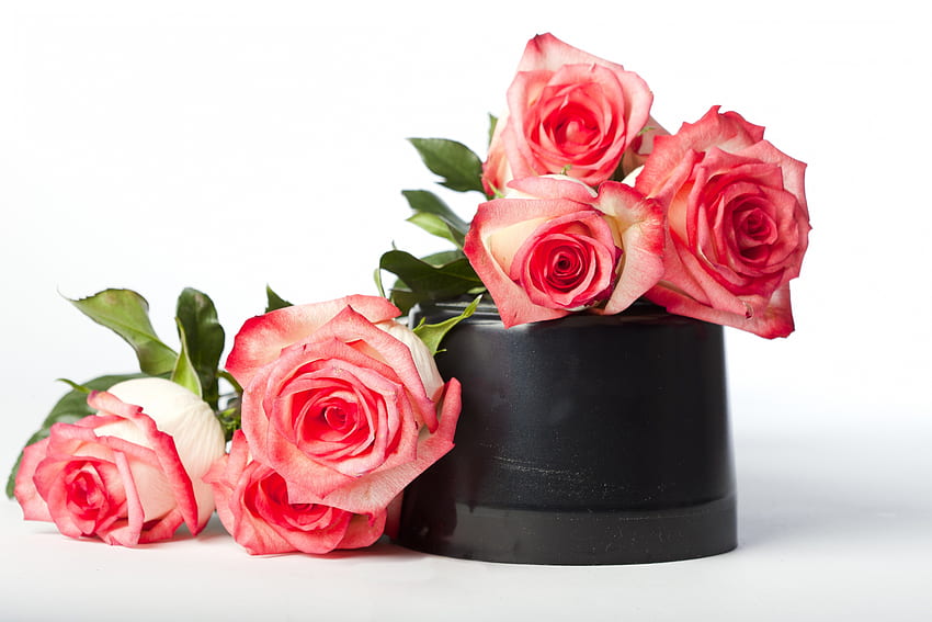 ✿ Momen dengan mawar ✿, manis, karangan bunga, hitam, lembut, mawar, pengaturan, berharga, halus, ponk, cinta, alam, bunga, selamanya, pot Wallpaper HD