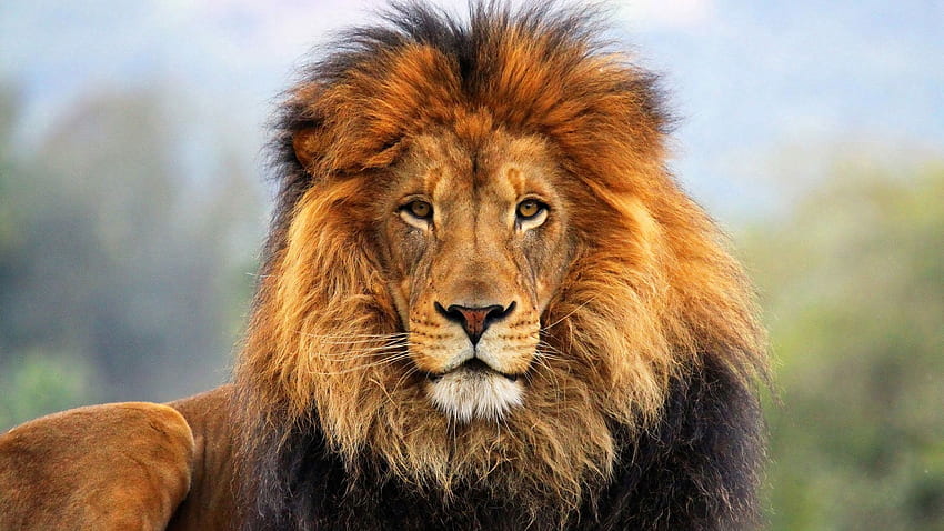 สัตว์ ปากกระบอกปืน สิงโต สายตา ความคิดเห็น แผงคอ ขนสัตว์ วอลล์เปเปอร์ HD