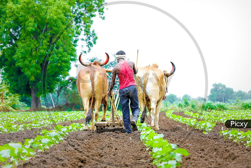 de granjero indio arando un campo agrícola con bueyes DJ814660 Picxy fondo de pantalla