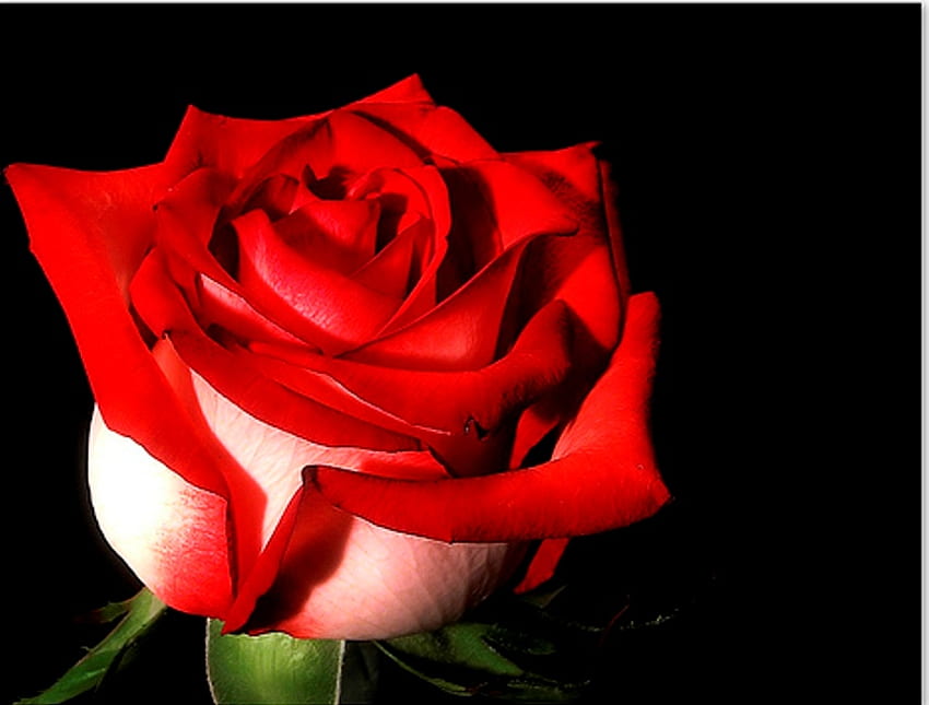 Beautiful red rose, rose, flower, beautiful, wonderful, red rose, beauty HD wallpaper