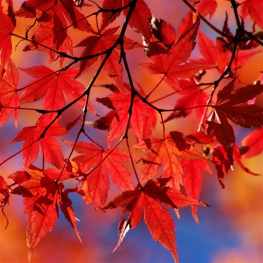 Schöne Herbst-rote Ahornblatt-Niederlassung iPad Air. iPhone, iPad-. Baum, Blatt, japanischer Ahornbaum HD-Handy-Hintergrundbild