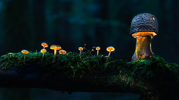 100 Fungi Pictures  Download Free Images on Unsplash