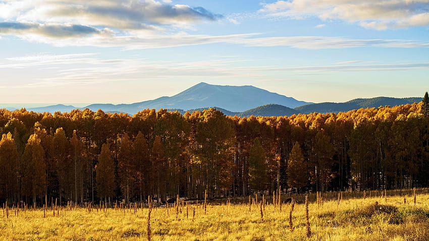 Fall colors on full display near Flagstaff, Arizona, leaves, clouds