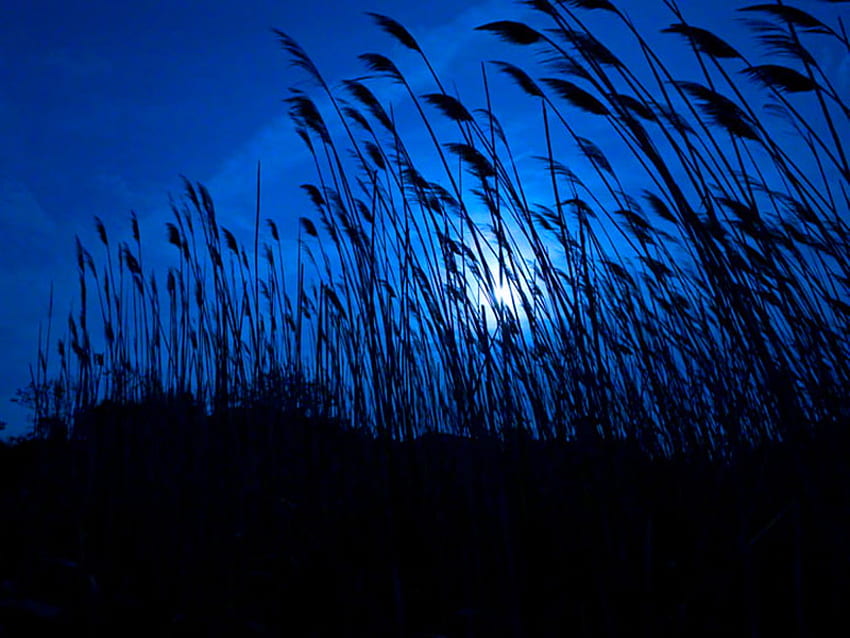 湿地の夜、夜、青、湿地、月光、植物 高画質の壁紙