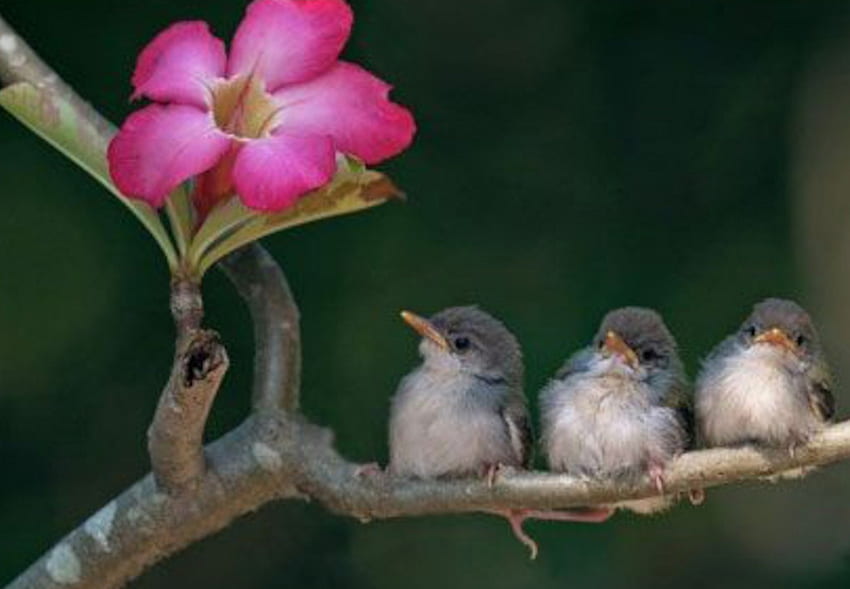Cute Small Birds and Flowers, animal, birds, trees, cute, flowers HD wallpaper