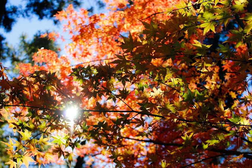Natura, alberi, autunno, fogliame, luce solare Sfondo HD