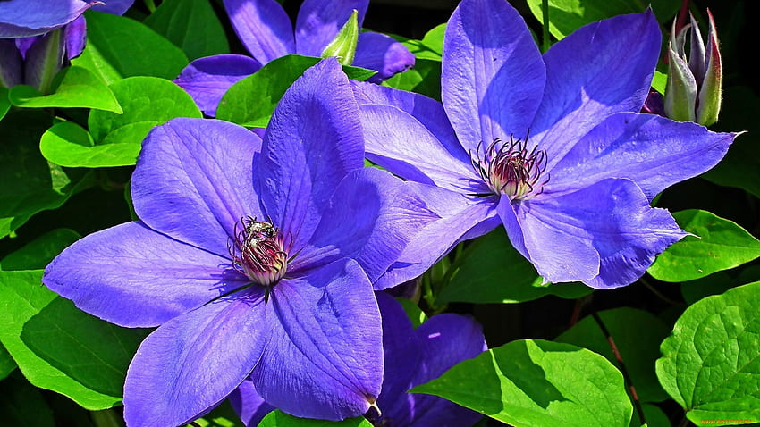 Clematis flower, spring, summer, blue, garden, flowers, beautiful HD wallpaper