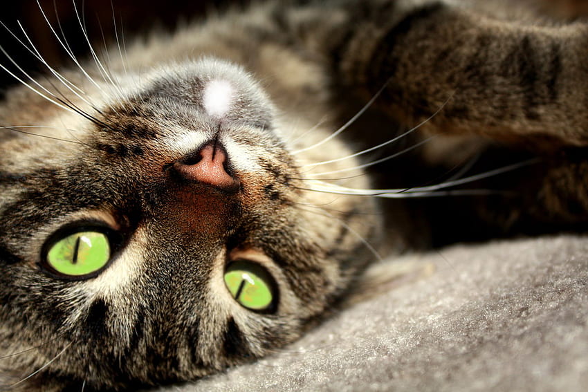 Güzel Tekir, hayvan, yavru kedi, yeşil gözlü, kedi, tekir, evcil hayvan HD duvar kağıdı