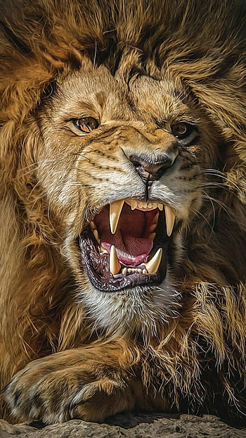 Angry Lion Face Wallpapers  Wallpaper Cave