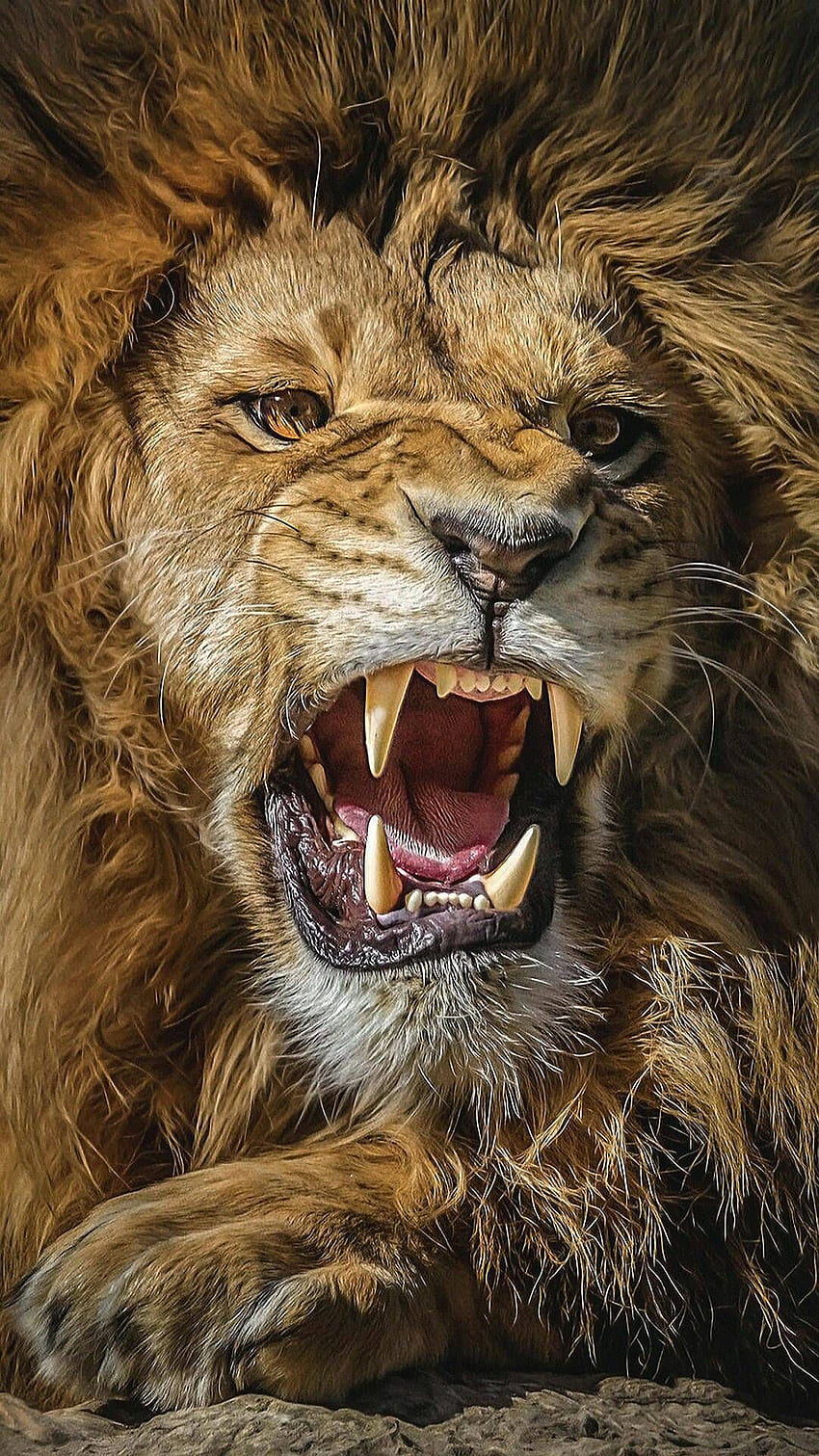 Angry Lion Mobile . Lion graphy, Lion , Lion , Lion For Mobile HD phone wallpaper