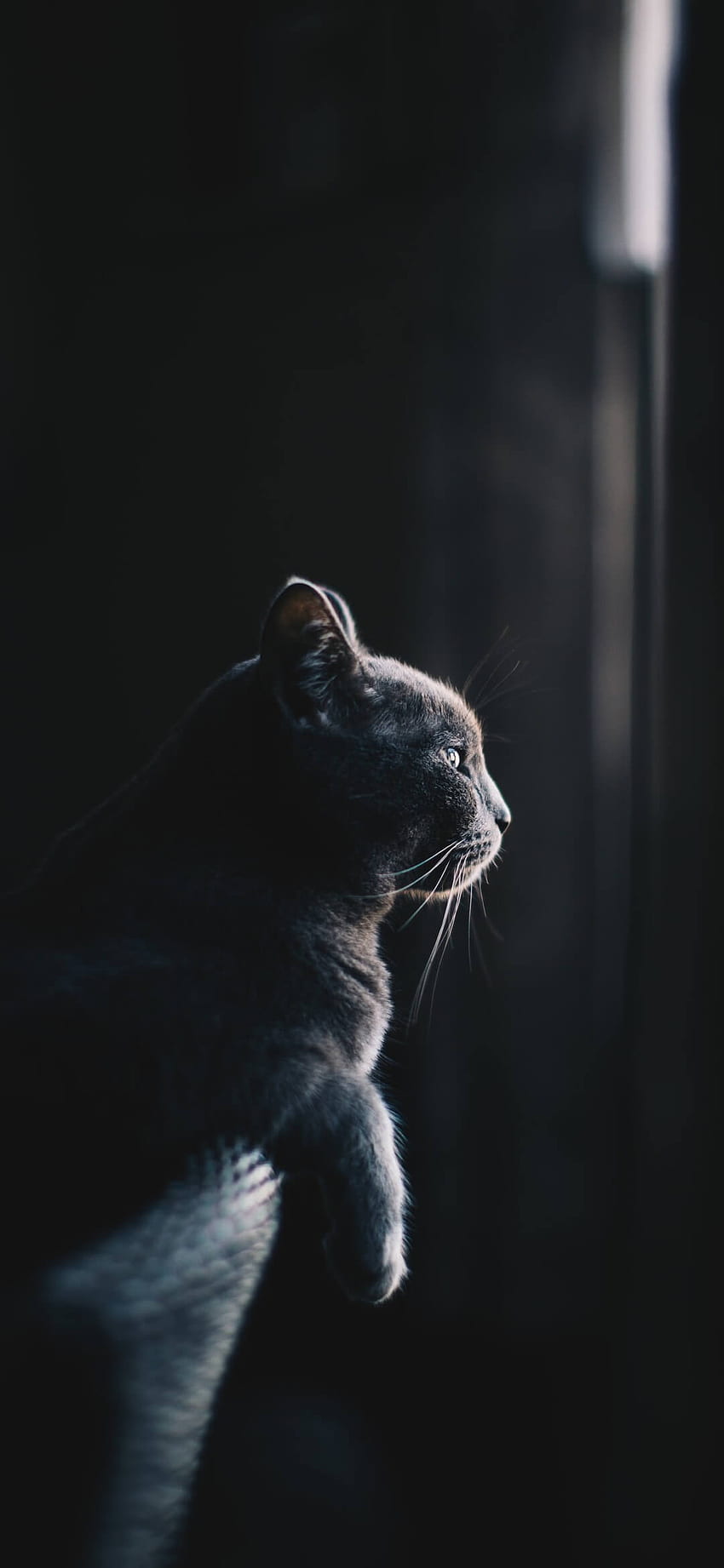 Black Cat [] - 93, 1080 X 2340 Dark HD phone wallpaper | Pxfuel