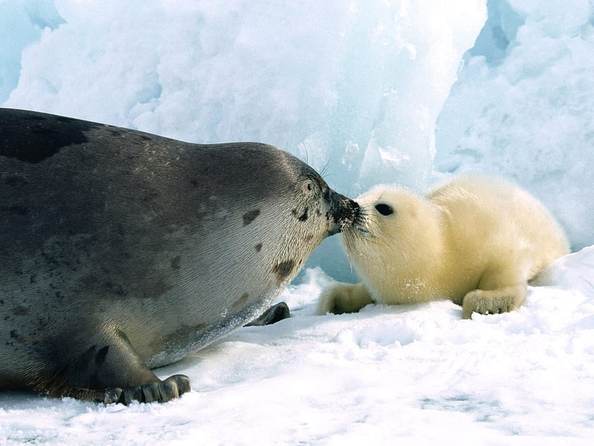 Foca arpa baciante, animale, foca, bacio, neve Sfondo HD